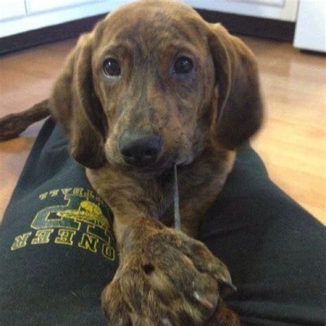 The search tool above returns a list of breeders located nearest to. Cutest Plott Hound Ever | Plott hound puppy, Hound puppies ...