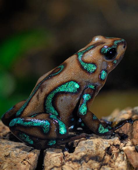 Camouflage Poison Dart Frog Les Reptiles Reptiles And Amphibians