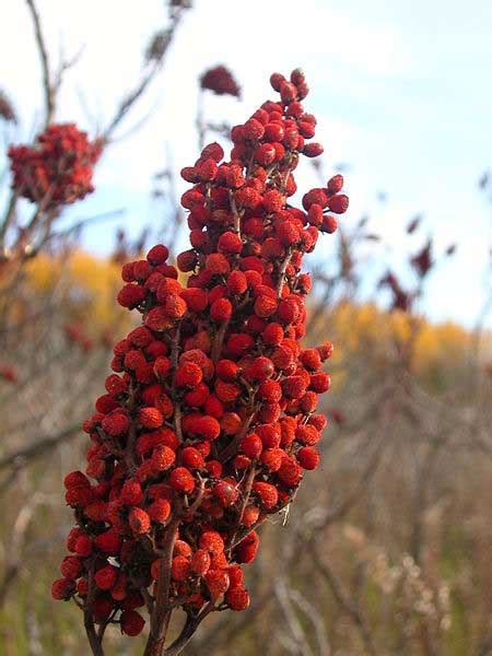 Sumac Berries