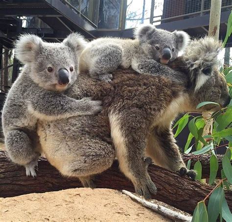 Group Hug Young Koala Thunder Couldnt Resist Saying Hello When Carrie