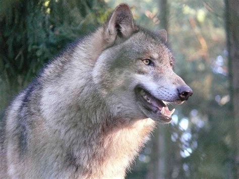 Grey Wolves Adaption Grey Wolves