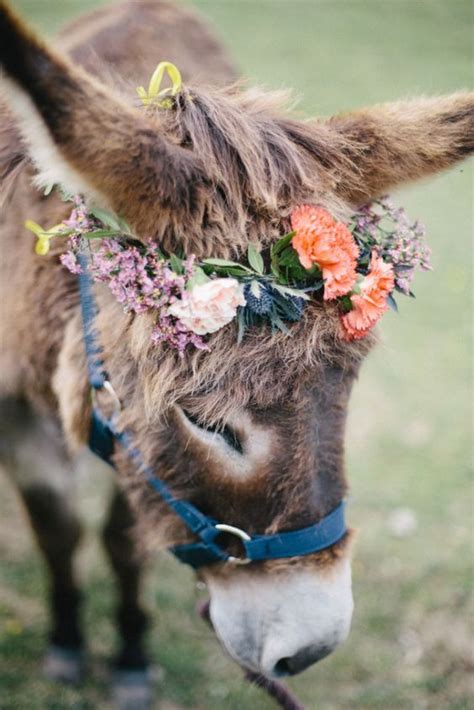 Art Science And Writing Zooophagous Ainawgsd Donkeys With Flower