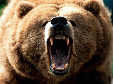 We did not find results for: Sea Jellies and Jam: Mother Bear Syndrome