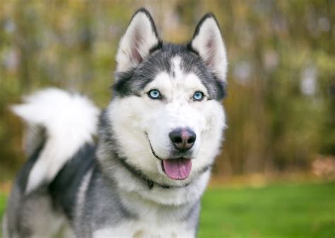 Husky Facts For Kids Cuteness