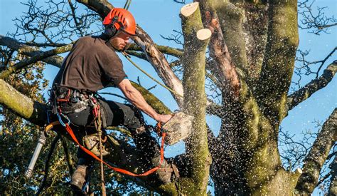 Professional Tree Trimming In West Chester Pa 19380 610 989 2261