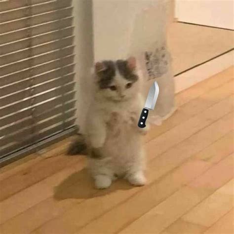 A Cat Standing On Its Hind Legs With A Knife Stuck In Its Leg