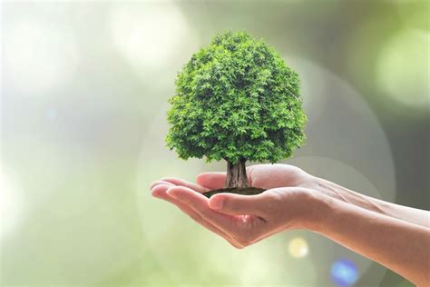 Epaa Honours Six Schools For The Sustainable Tree Initiative Go Green