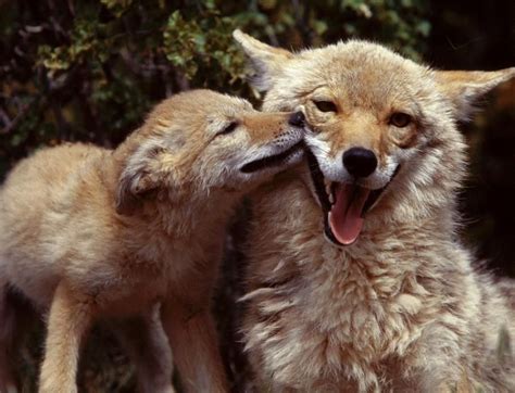 Coyote Mom With Pup South Texas Mother And Baby Animals Baby