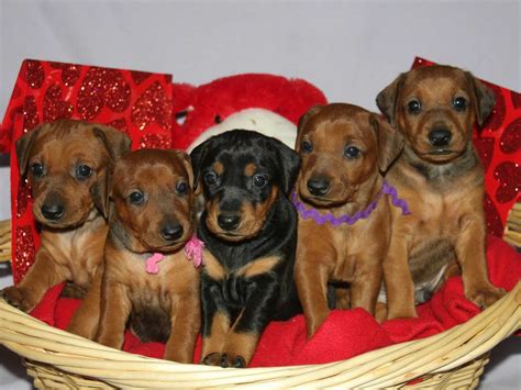 Immer Treu German Pinschers Puppies For Sale