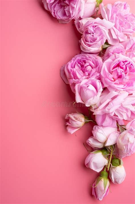 Pink Roses Around Pink Background Life Style Concept Flat Lay Stock