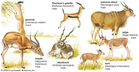 Impala Mammal