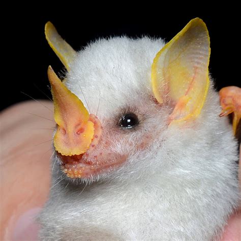 The Honduran White Bat Ectophylla Alba