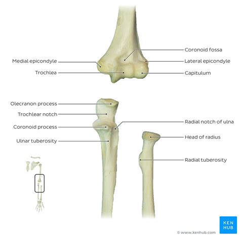 Medially it articulates with the radial notch of the ulna. Radius and ulna: Anatomy and clinical notes | Kenhub