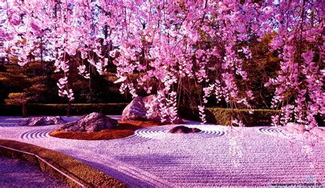 Beautiful Tokyo Sakura Flower Wallpaper Desktop ... Animated cherry blossom background| not made by me.