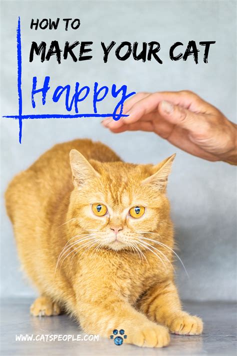 What Makes Your Cat Happy Cats Cat Parenting Pets Cuddling