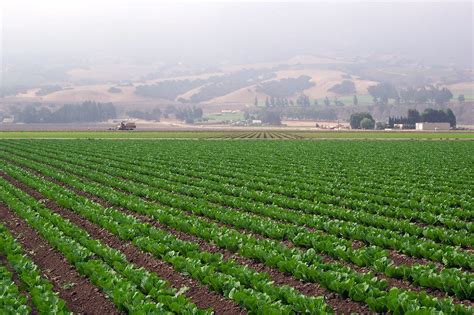 Lettuce Field Salinas Valley Near Mission Nuestra Senora D Flickr