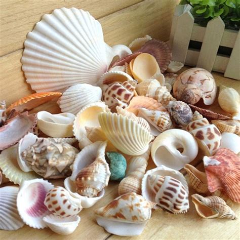 Mixed Sea Beach Conch Sea Shells Crafts Seashells Mini Natural Conch