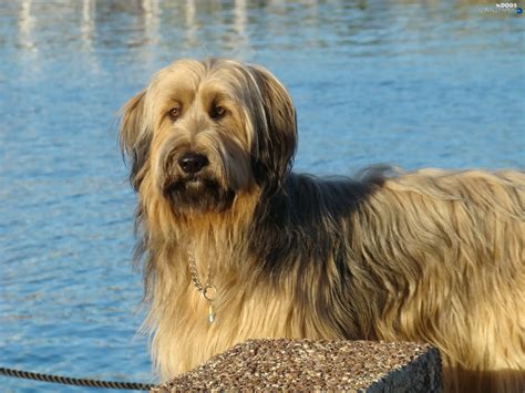 Blue Water Shepherd French Briard Dogs Wallpapers 2048x1536