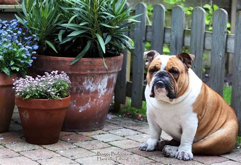 Baggy Bulldogs - Timeline Photos | Facebook | Bulldog, English bulldog, Baggy bulldogs