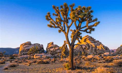 Joshua Tree National Park Music Myths And Art In The Desert