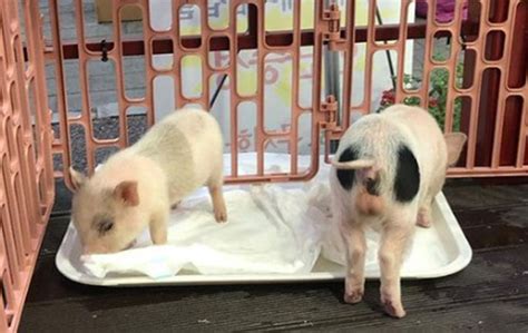 살아있는 아기돼지 2마리가 정육점 앞에 왜 서울경제