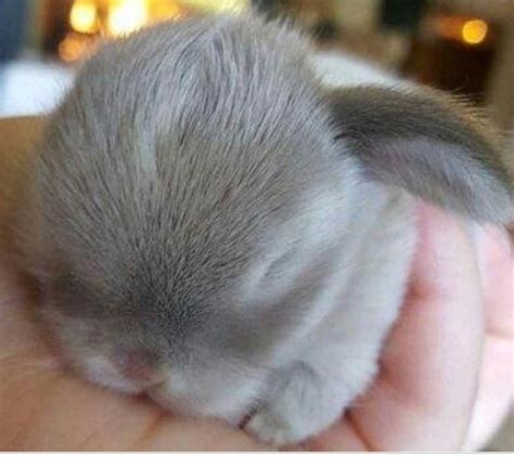 New Born Rabbit Raww
