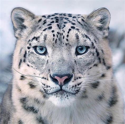 The Rare And Beautiful Snow Leopard Rpics