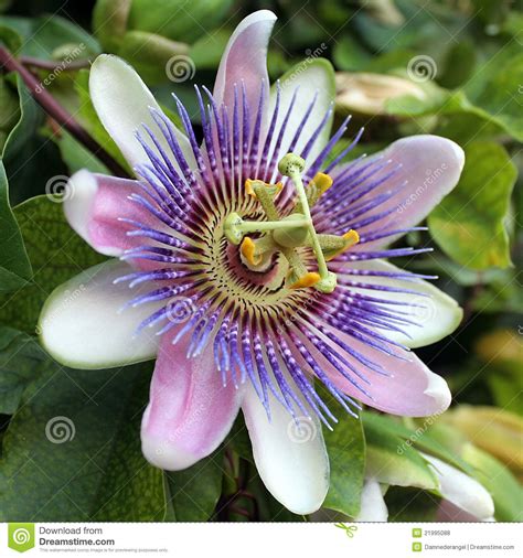 Blue Passion Flower Passiflora Caerulea Royalty Free