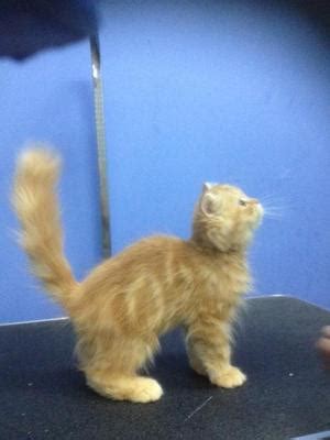 Cascade mountain maine coon kittens for sale. Maine Coon + Persian Kitten Sold - 7 Years 6 Months, Maine ...