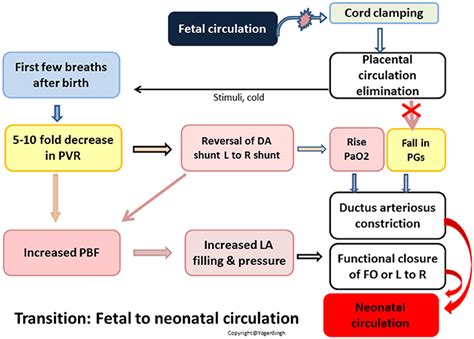 Fetal Circulation Pathway