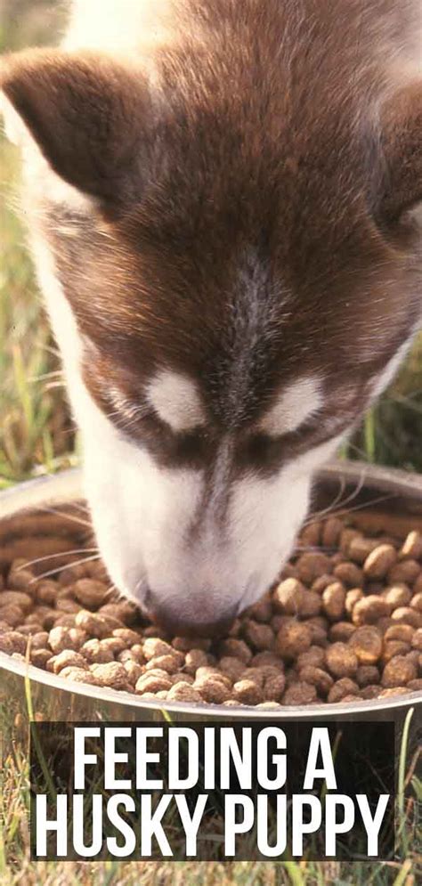 Then, adjust that amount up or down… to keep your husky at ideal body. Feeding a Husky Puppy: Quantities, Timings and Choosing a Food