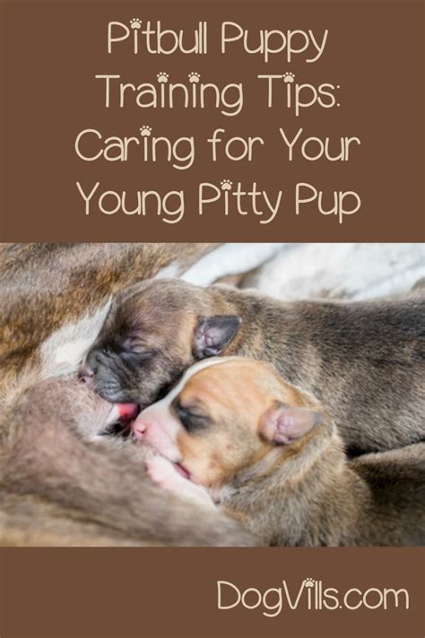 Although dog aggressive pit bull puppies are a favorite for dog fighting, these same dogs show little aggression around humans. Caring for a Young Pitbull Puppy - DogVills