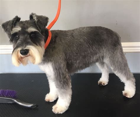 Cute Schnauzer Haircut Ideas All The Different Types And Styles Artofit