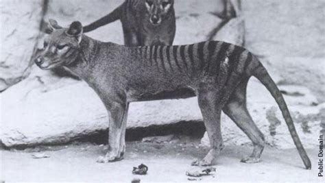 Tantalizing Tasmanian Tiger Photo Teased Iheart