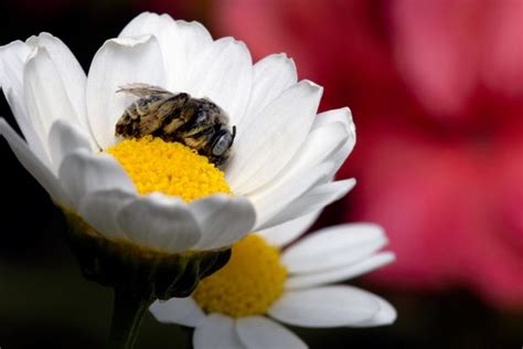 Do Bees Really Sleep In Flowers And Dreams