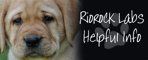 • 3,2 млн просмотров 9 месяцев назад. RIOROCK LABRADOR RETRIEVERS HOUSEBREAKING PUPPIES LITTERS ...