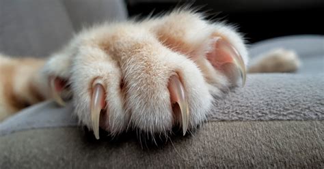 Why Do Cats Shed Their Claws Goodanimalsfirst