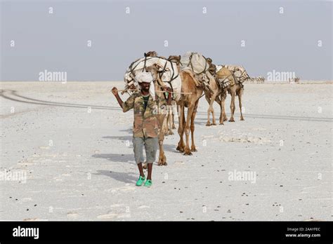 Danakil Ethiopia February 22 2015 Afar Men Are Leading A Camel