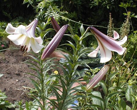 Photo Of The Stem Scape Stalk Or Bark Of Lily Lilium Eastern Moon