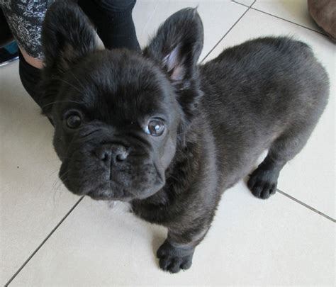 Advice from breed experts to make a safe choice. Long-Haired French Bulldog Puppies — AskFrenchie.com