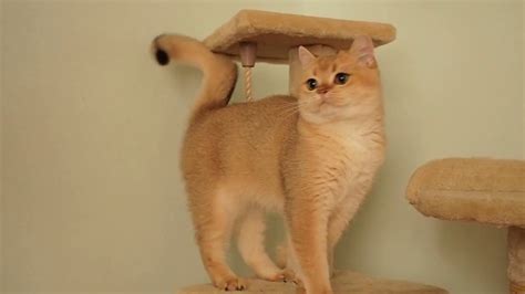 You could say these are the shorthaired version of the chinchilla and golden persian. British shorthair golden color - YouTube