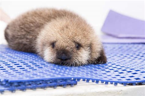 Baby Sea Otter At Shedd Aquarium Cute Animals Cute Baby Animals