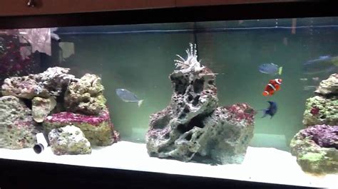 My 125 Gallon Fish Only Youtube