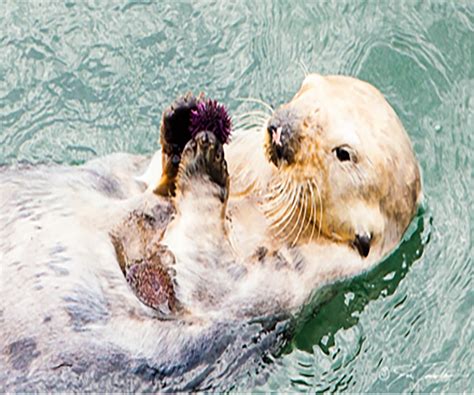 Southern Sea Otter Eating A Purple Sea Urchin