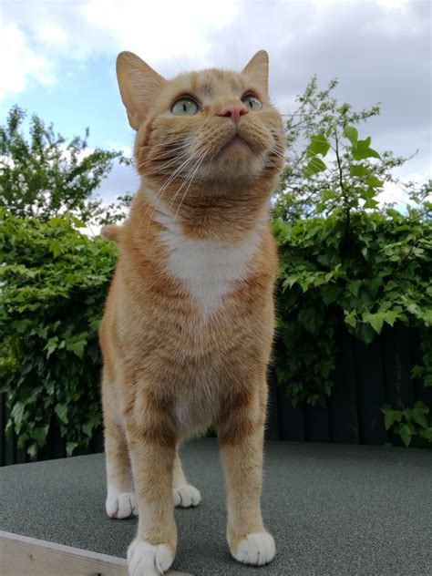 Missing Ginger Cat Spotted In Kilmorie School Now Home Lostfound