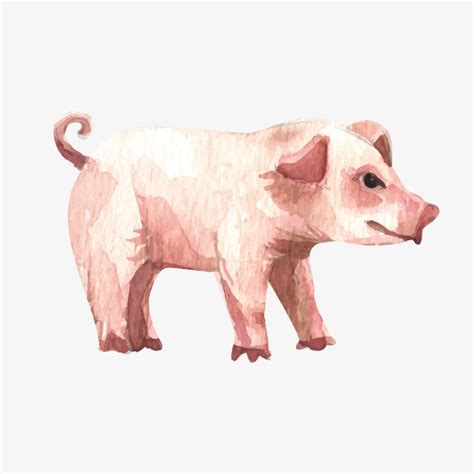 Download The best free Pig watercolor images. Download from 87 free watercolors of Pig at GetDrawings