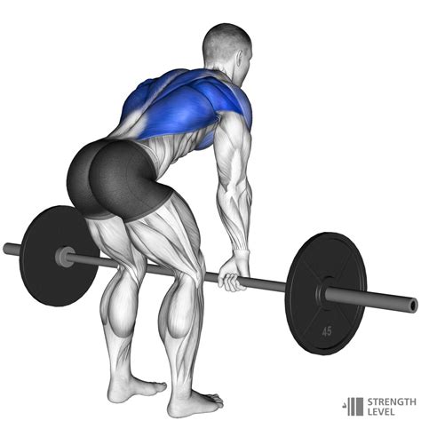 Bent Over Row Standards For Men And Women Lb Strength Level