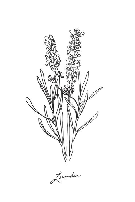 Lavender Botanical Minimalist Line Art Mini Art Print By Jdsinger479