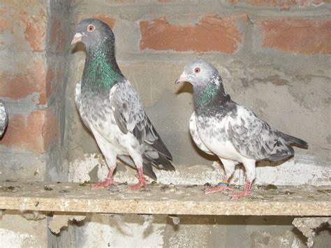 Pakistani Tipplers Kabootar Baaz Uk And Usa Pigeons Fancy Pigeons