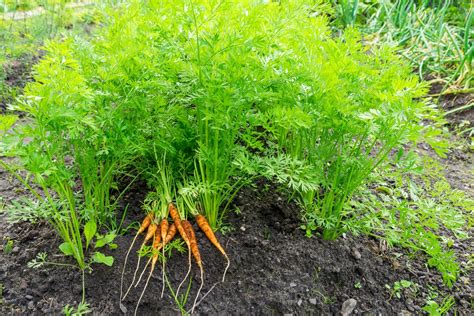 Check spelling or type a new query. When to Plant Carrots for a Great Harvest - Garden.eco
